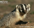 American badger (Taxidea taxus)