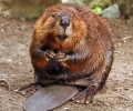North American Beaver (Castor Canadensis)