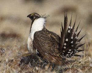 Greater sage-grouse photo from http://en.wikipedia.org/wiki/Greater_sage-grouse