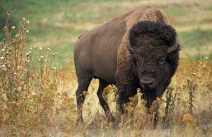 American Bison (Bison bison) image from the Agricultural Research Service, U.S. Department of Agriculture.