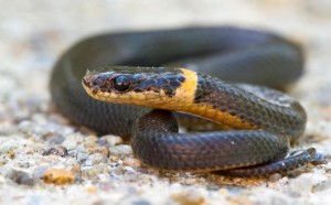 Ring-necked snake (Diadophis punctatus) Photo from National Park Service.