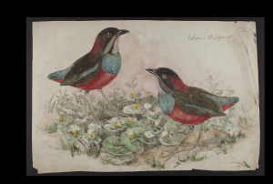 John Gould Ornithological Collection!
