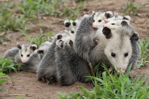 Virginia Opossum (Didelphis virginiana)  Photographer: James Getman