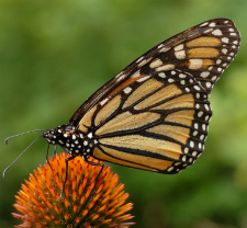 Monarch Butterfly by Derek Ramsey, CCL
