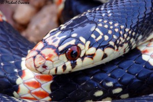 Longnose snake; photo by Michael Cravens