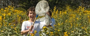 Participants can help capture and tag monarch butterflies