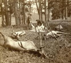 Yellowstone elk poached by Fredrick and Philip Bottler near Mammoth Hot Spring during the spring of 1875.