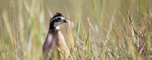 2014 Upland bird forecast shows improvements in pheasant, quail, prairie-chicken populations