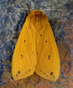 Isabella Tiger Moth photo by Steve Jurvetson