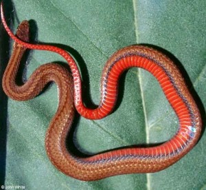 Red Belly Snake on a leaf. Photo by John White. http://www.herpcenter.com