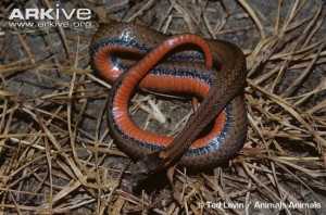Redbelly Snake (Storeria occipitomaculata) Photo by Ted Levin 