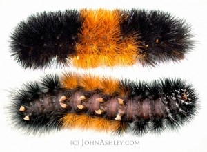 Woolly bear caterpillars by http://www.johnashleyfineart.com