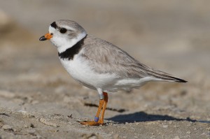 Piping Plover (Charadrius melodus) http://commons.wikimedia.org/wiki/User:Mdf