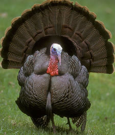 Male Turkey strutting and displaying