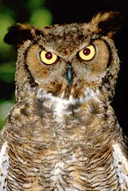 Great-horned-owl