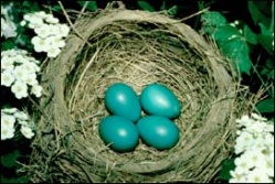 robin nest -eggs by George Harrison