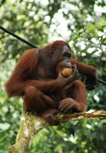 Orangutan eating a coconut. Photo by Eleifert in http://en.wikipedia.org/wiki/Orangutan 