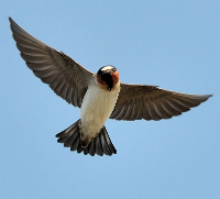 Cliff-Swallow-in-flight