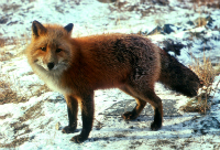Red-Fox-USFWS